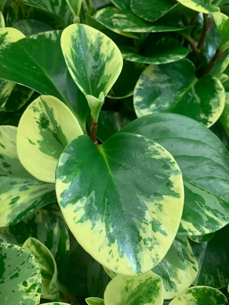 Peperomia Marble 4"