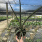 Sanseveria Fernwood 6"