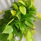 Lemon Philodendron 8” hanging basket/ trailing plant - PlantlyAddicted