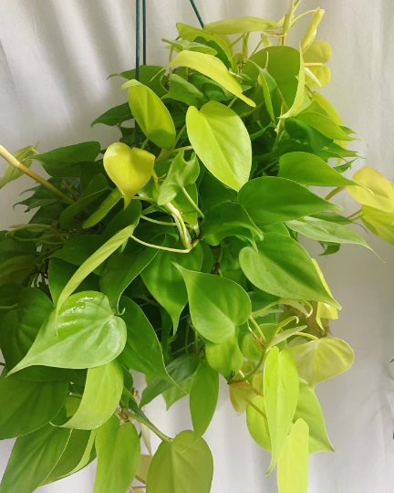 Lemon Philodendron 8” hanging basket/ trailing plant - PlantlyAddicted