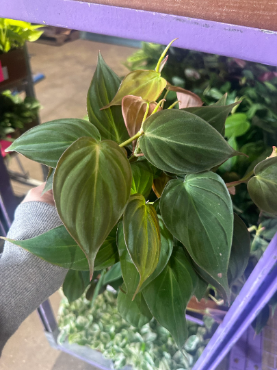 Philodendron Micans - PlantlyAddicted