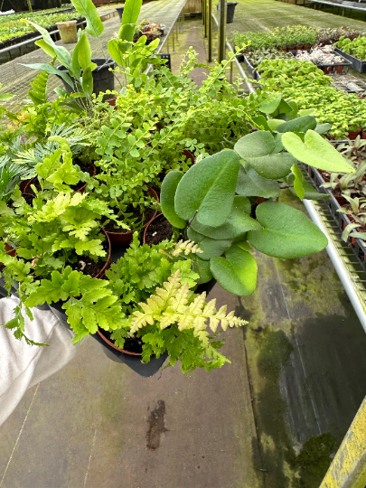 Mini ferns for terrariums bundle - PlantlyAddicted