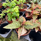 Mini ferns for terrariums bundle - PlantlyAddicted