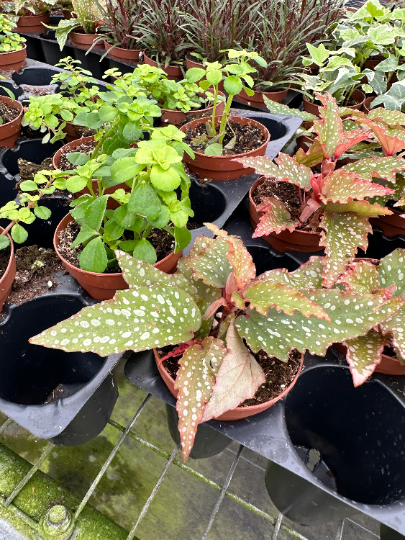 Mini ferns for terrariums bundle - PlantlyAddicted