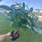 Money Tree Pachira 6” growers pot - PlantlyAddicted