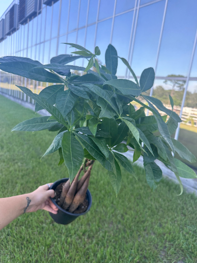 Money Tree Pachira 6” growers pot - PlantlyAddicted