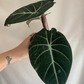 Alocasia Black Velvet 4” Live plant - PlantlyAddicted