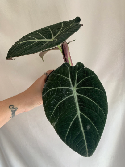 Alocasia Black Velvet 4” Live plant - PlantlyAddicted