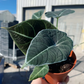 Alocasia Black Velvet 4” Live plant - PlantlyAddicted