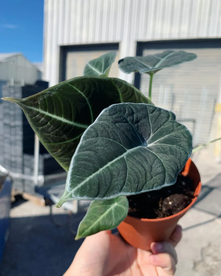 Alocasia Black Velvet 4” Live plant - PlantlyAddicted