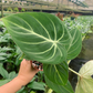 philodendron gloriosum 4” - PlantlyAddicted