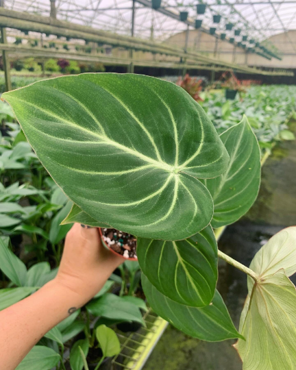 philodendron gloriosum 4” - PlantlyAddicted