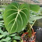 philodendron gloriosum 4” - PlantlyAddicted