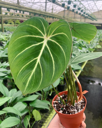 philodendron gloriosum 4” - PlantlyAddicted