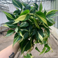 Philodendron Silver Stripe 8” - PlantlyAddicted