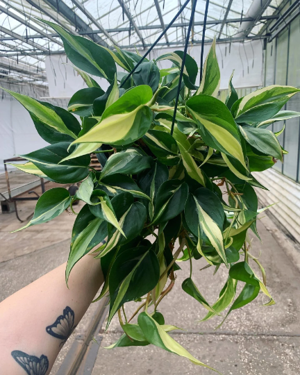 Philodendron Silver Stripe 8” - PlantlyAddicted