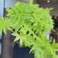 Philodendron Warscewiczii 6”