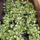 Hoya Variegated Heuschkeliana 4”