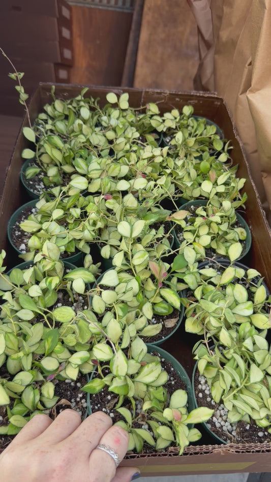 Hoya Variegated Heuschkeliana 4”