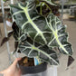 6” Alocasia Polly