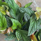 Anthurium Luxurians x Radicans 6”