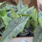 Alocasia Dragons Breath 6”