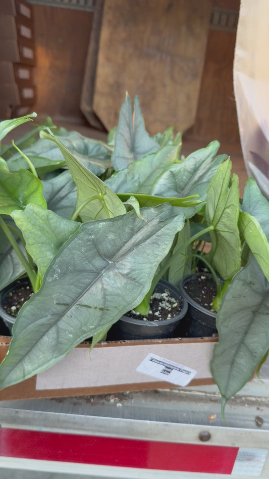 Alocasia Dragons Breath 6”