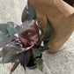 6” Philodendron Pink Princess