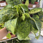6” camouflage homalomena