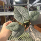 4” Alocasia Melo, live plant