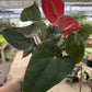 6” Anthurium