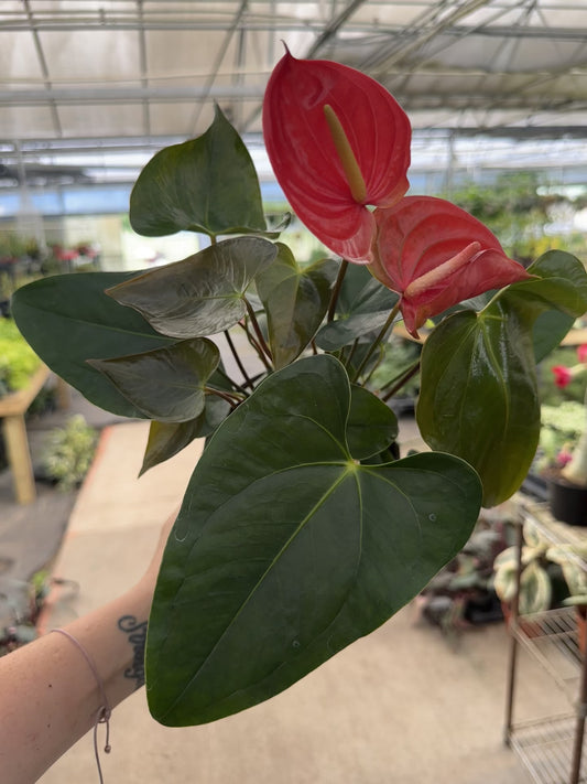 6” Anthurium