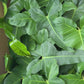 Philodendron Florida Billie