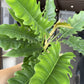 8” Jungle Boogie Philodendron