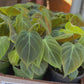 Philodendron El Choco 4”