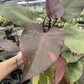 4" Orange Princess Philodendron