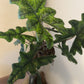 6” Alocasia Jacklyn, live plant  XL