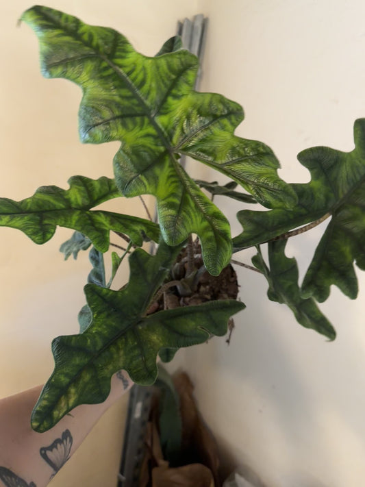 6” Alocasia Jacklyn, live plant  XL