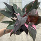 6” Philodendron Pink Princess