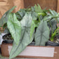 Alocasia Dragons Breath 6”