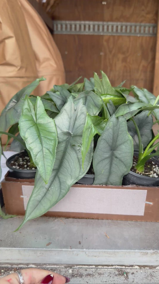 Alocasia Dragons Breath 6”