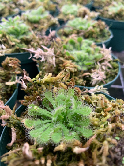 SunDew 3” Carnivorous - PlantlyAddicted