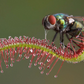 SunDew 3” Carnivorous - PlantlyAddicted