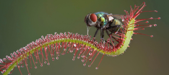 SunDew 3” Carnivorous - PlantlyAddicted